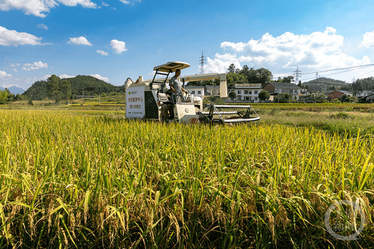 高溫下的“夜戰(zhàn)”守護(hù)，機(jī)械化收割確保糧食安全歸倉