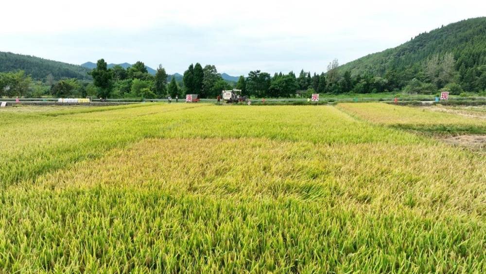 30萬(wàn)畝中稻開鐮收割 機(jī)械化助力“顆粒歸倉(cāng)”