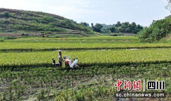 瀘州納溪：全面推進(jìn)水稻生產(chǎn)全程機(jī)械化
